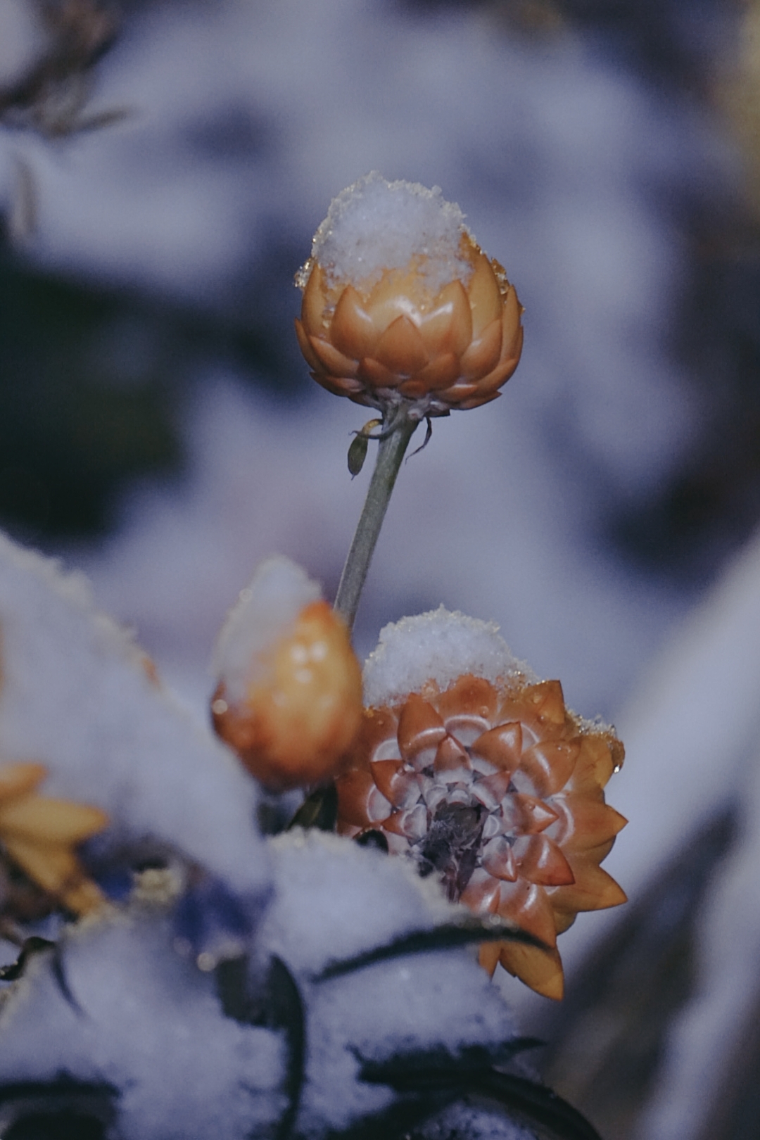 昆明下雪啦激动的大晚上还出去拍照
