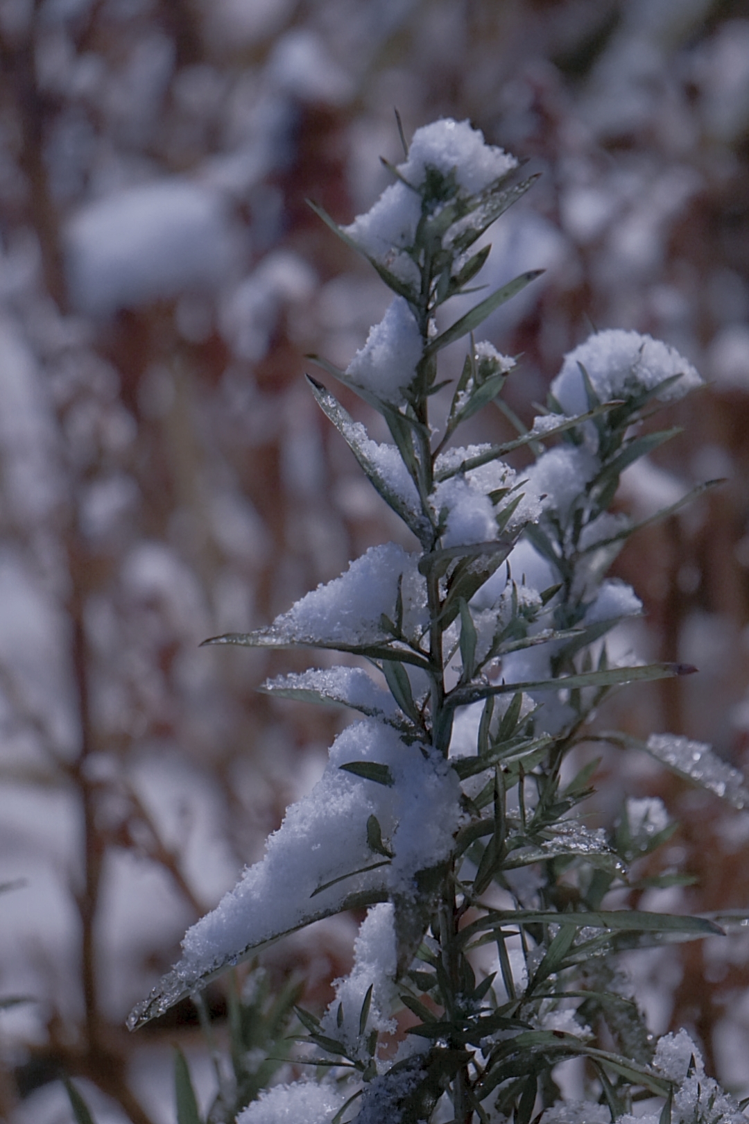 昆明下雪啦激动的大晚上还出去拍照