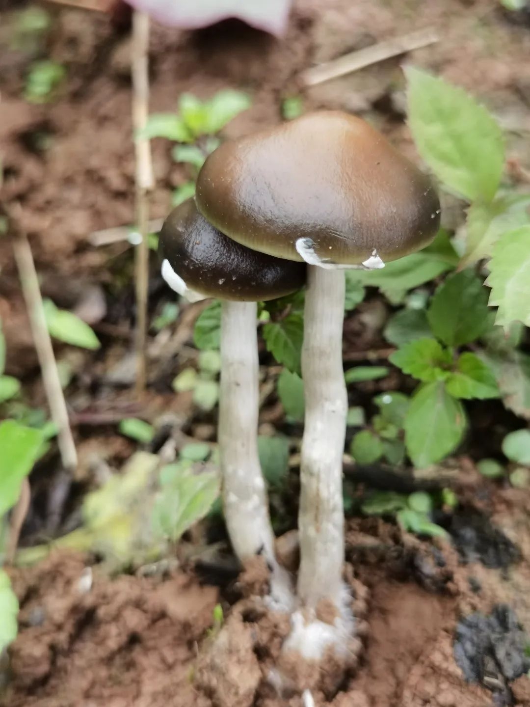 今天认识毒蘑菇