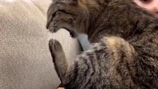 我家猫的舔jio方式好像和别人家的不太一样......