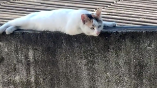 发现自己被拍时的猫,它是不是还笑了