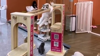 会双杠的猫猫,这猫不参加奥运会可惜了