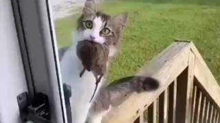 猫猫:快开门啊!怕你饿着我费了好大劲才抓来的