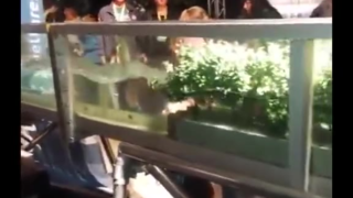模型演示直观的告诉你,红树林是如何有效的抵挡海浪侵袭的