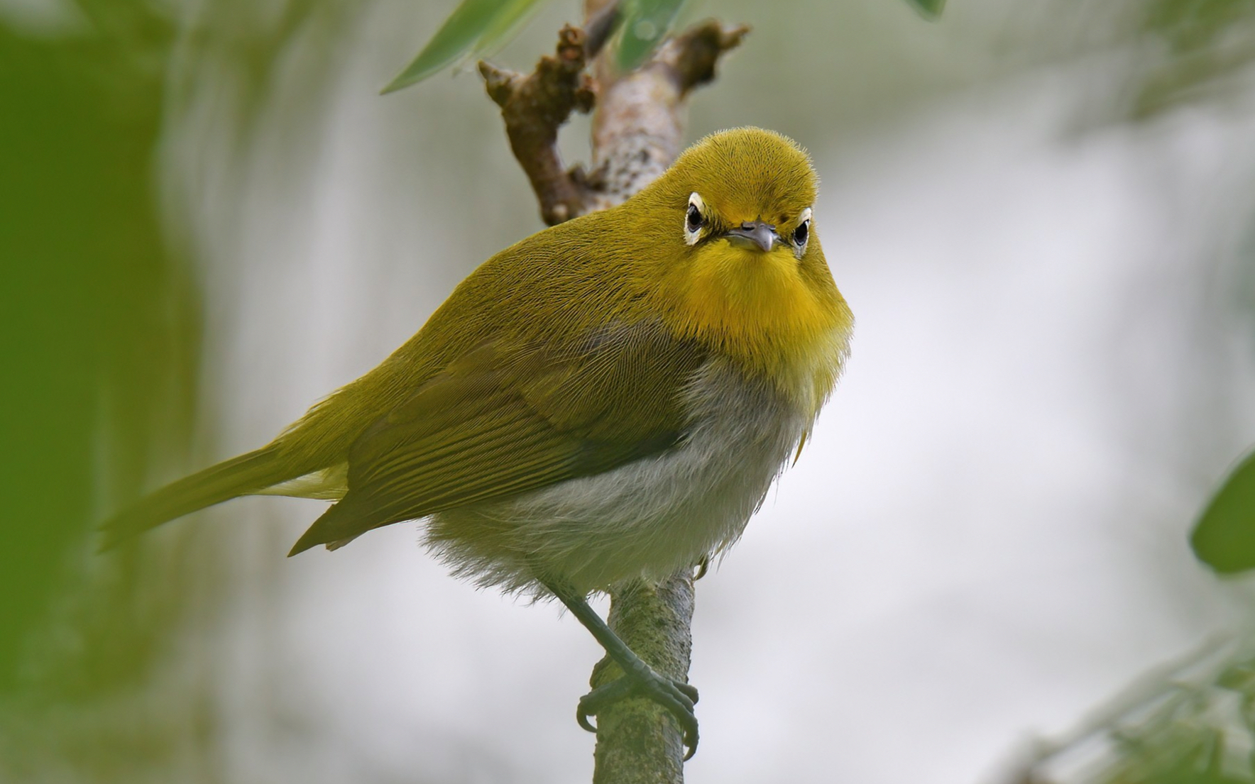 绣眼鸟筑巢,鸟巢编织精美