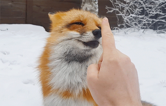 狐狸跳跳乐高冷中又有一丝可爱今日份治愈能量喜欢请投蕉啊