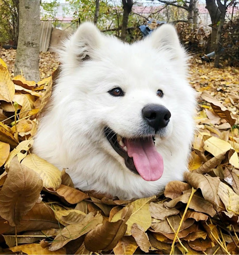 今日萌圖一隻柴犬過16歲生日引來全世界網友熱情祝福