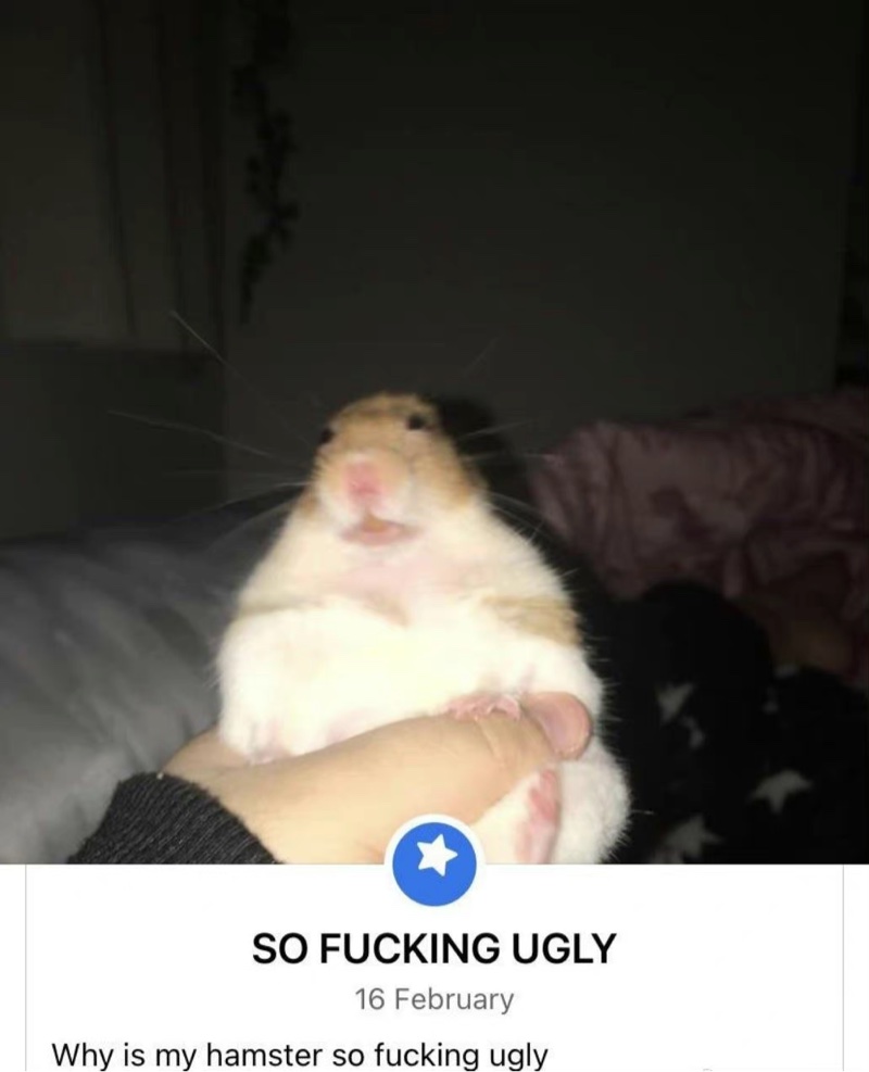 今日萌图】你家的猫待机时间多久呀？