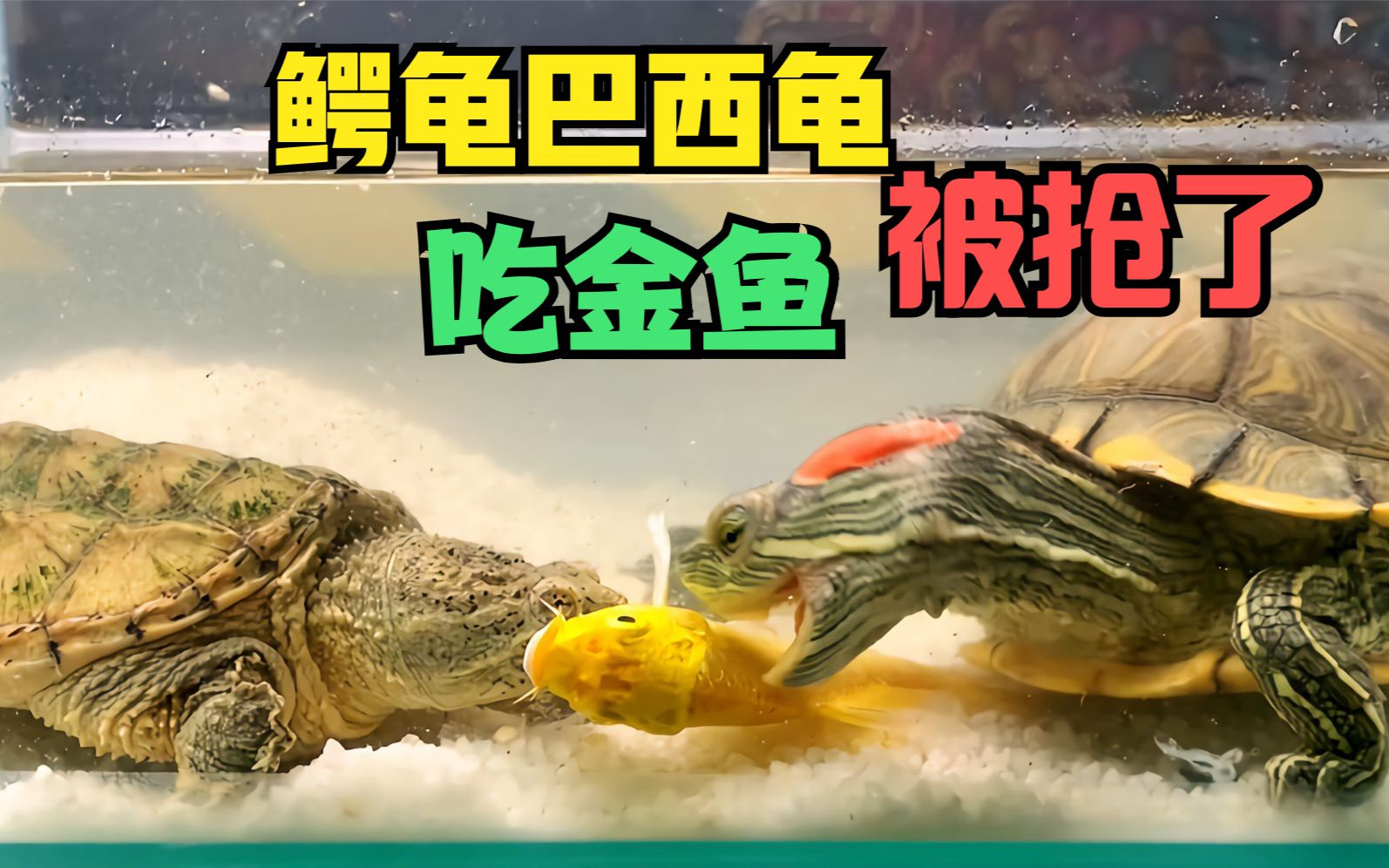 给鳄龟喂食一条金鱼,全被巴西龟给吃了