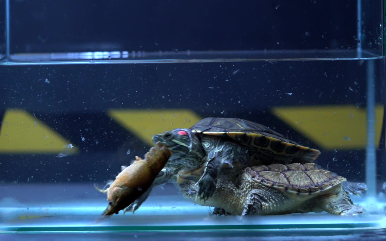 螳螂虾vs鳄龟图片