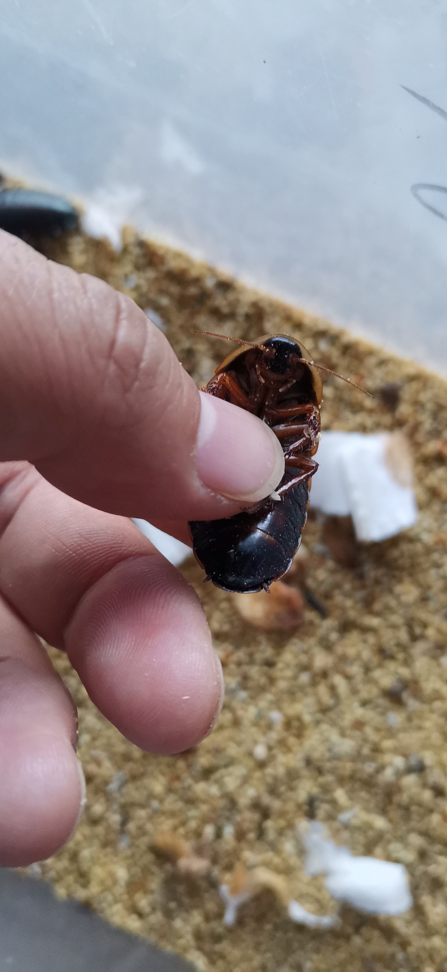 起点吧看到的 哪个文豪写的 蟑螂怀孕