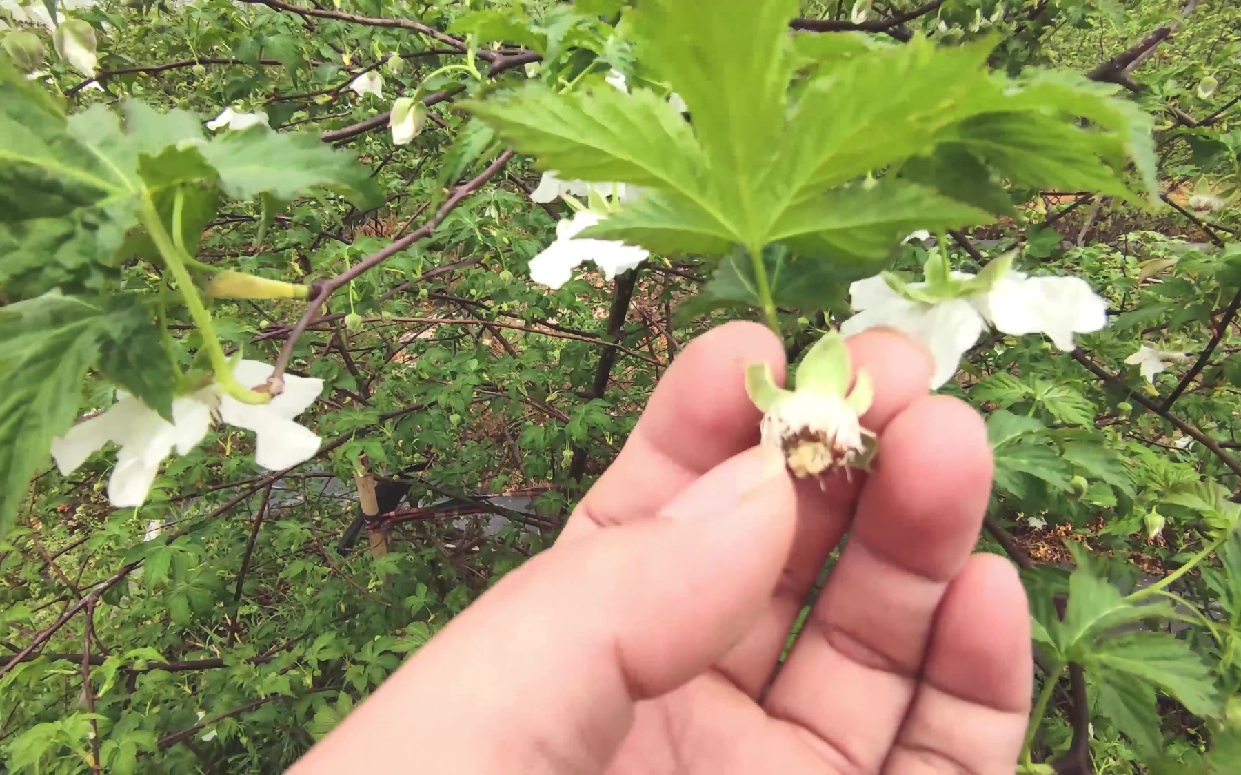 掌叶覆盆子和蓬蘽开花了,今年因为下雪推迟了一个礼拜