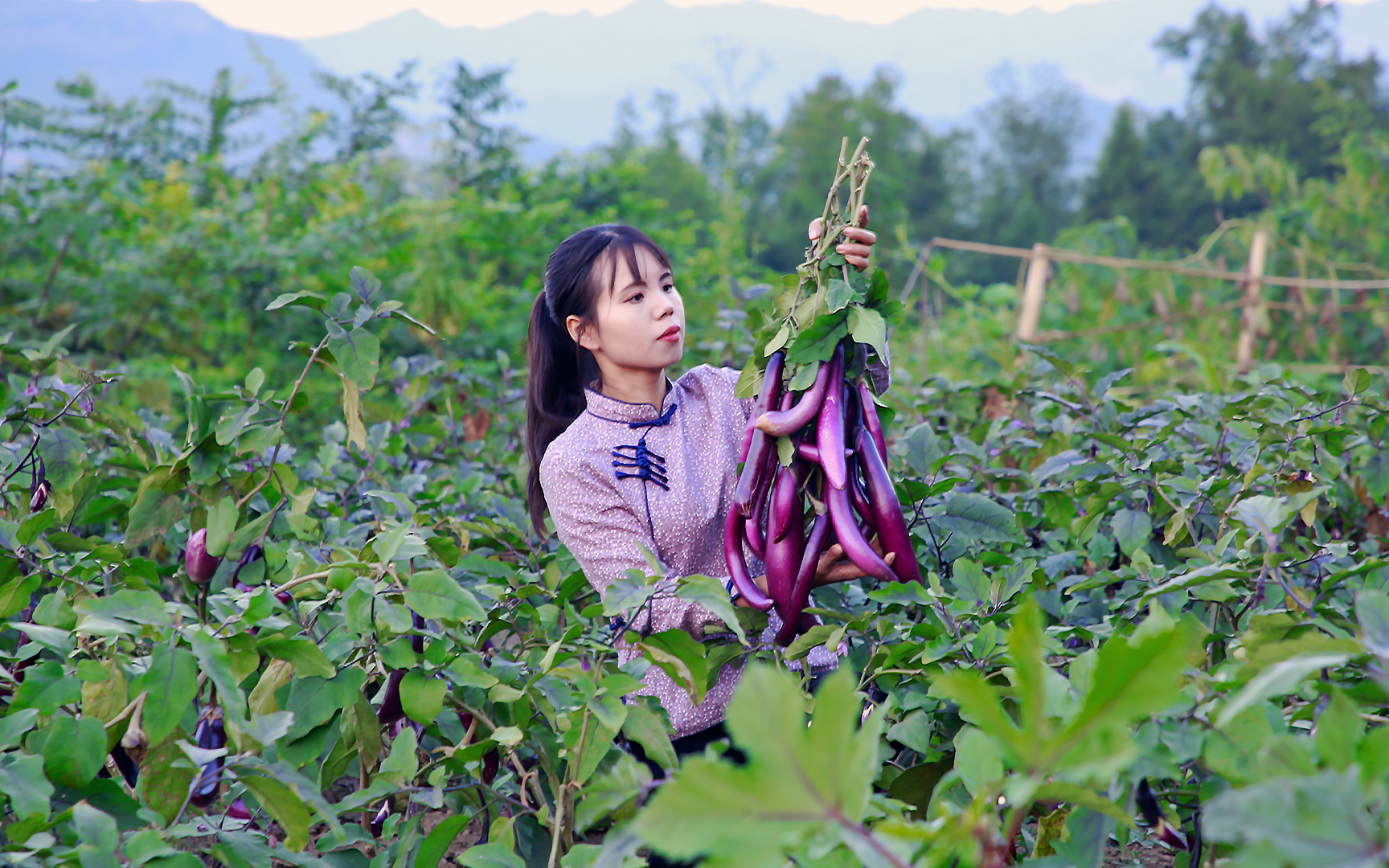 茄子迎来大丰收,摘下满满一筐烹饪美味的茄子宴