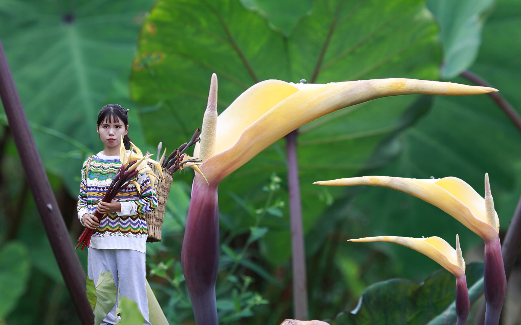 摘一背篓芋荷花,做两罐芋梗酱