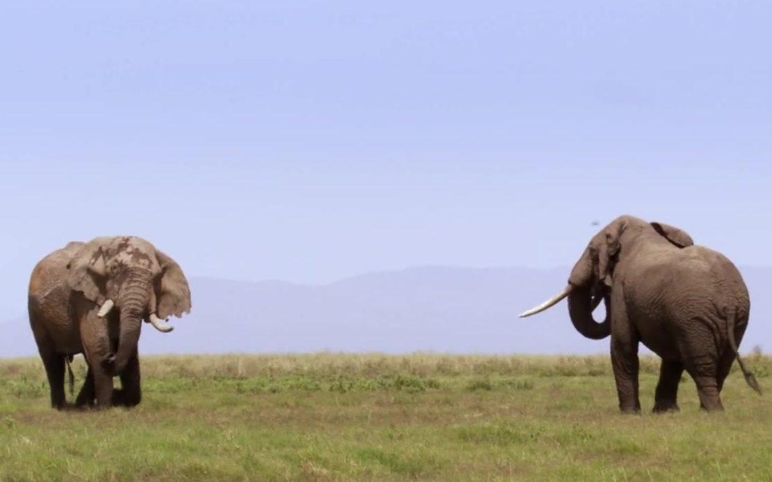 【bbc】非洲 africa (2013) 6集