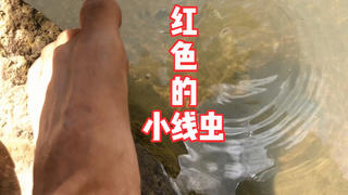 在羊八井找到一个野温泉,看到这水我犹豫了,为什么这么多小线虫