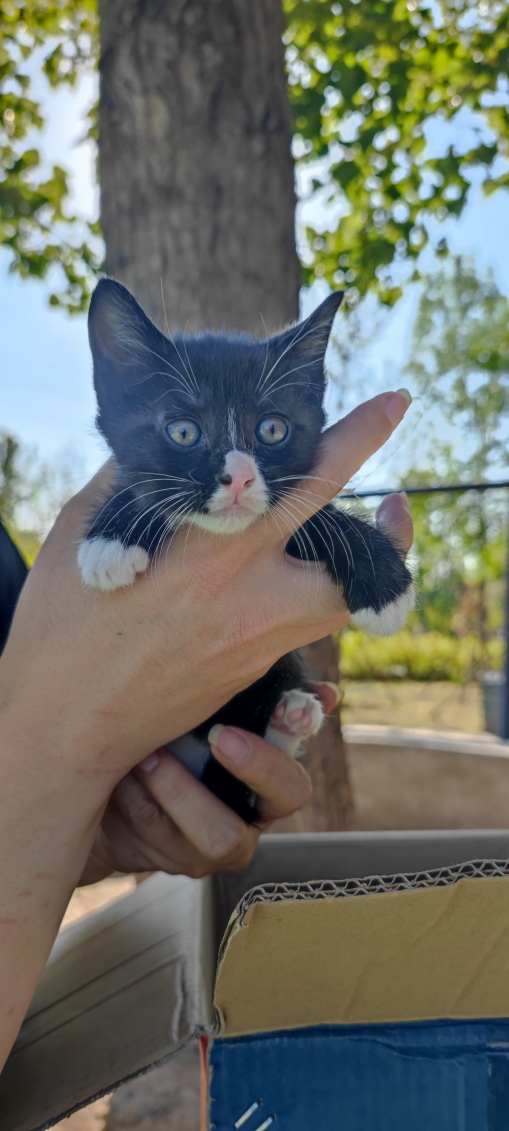 北京怀柔地区猫咪领养第二期