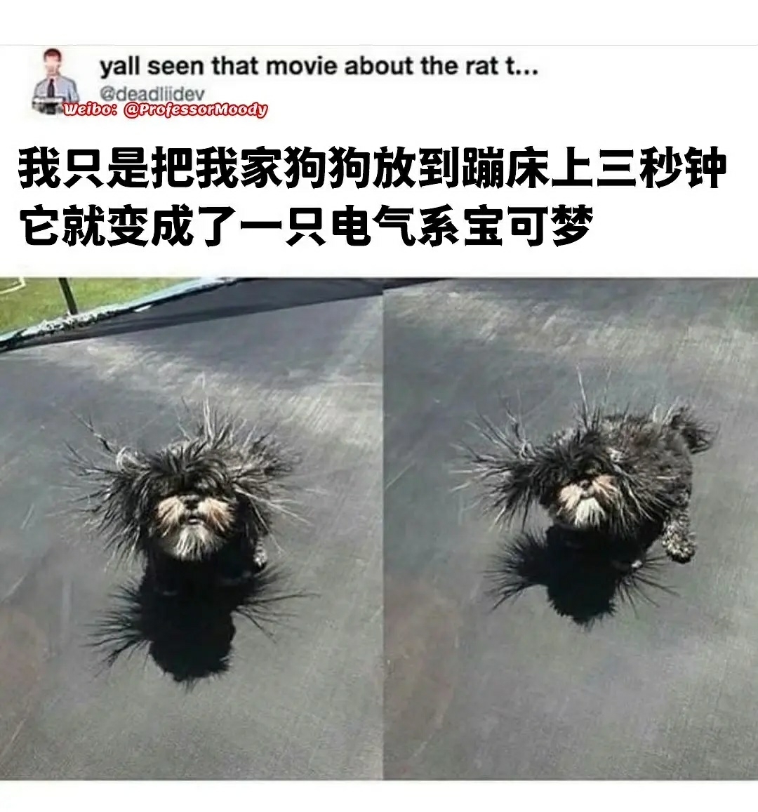 狗狗梗图:狗狗摄影师