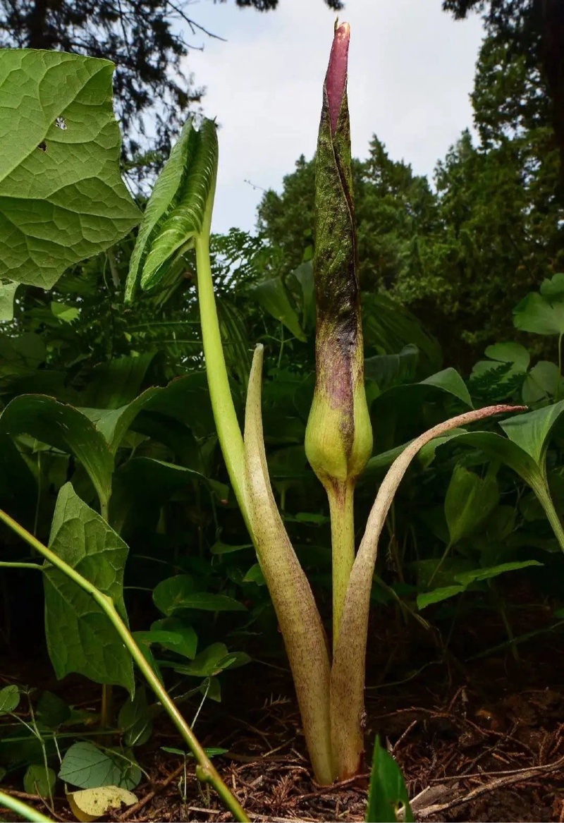 奇怪的知识 独角莲