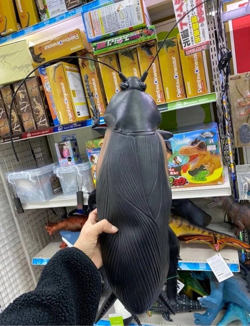 梗图大赏蟑螂特辑