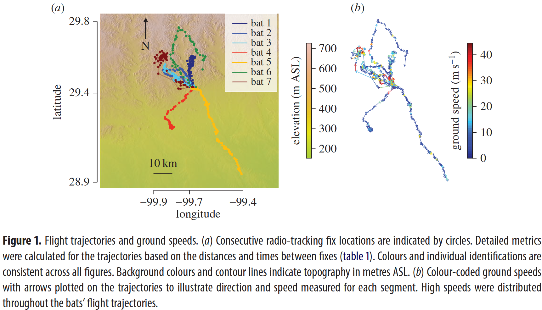 天空中最快的动物