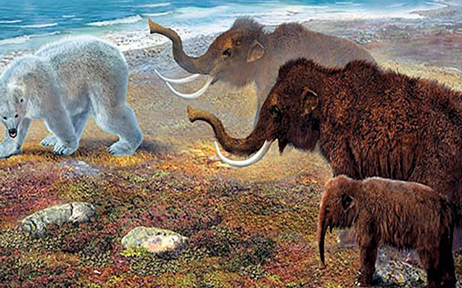 和人差不多高的猛犸象?海峡群岛上的侏儒猛犸家族