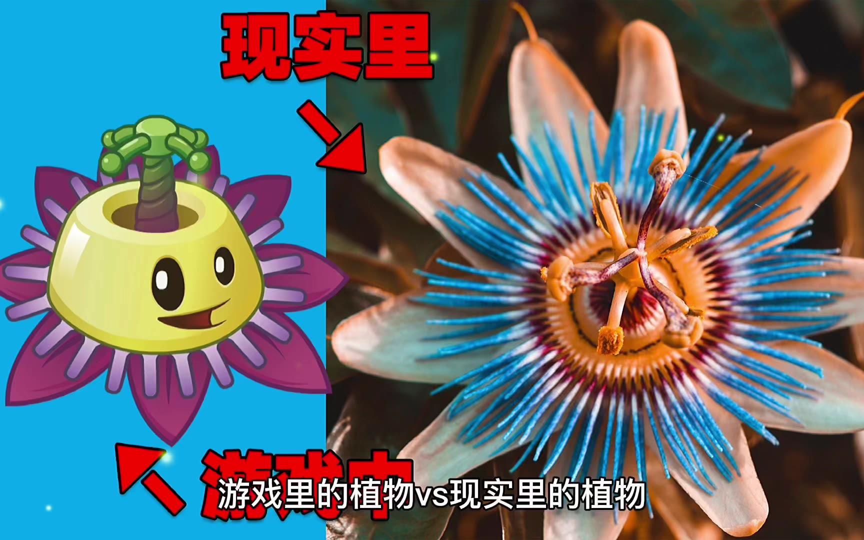 pvz揭秘:现实生活中的"番莲工程师"长啥样?