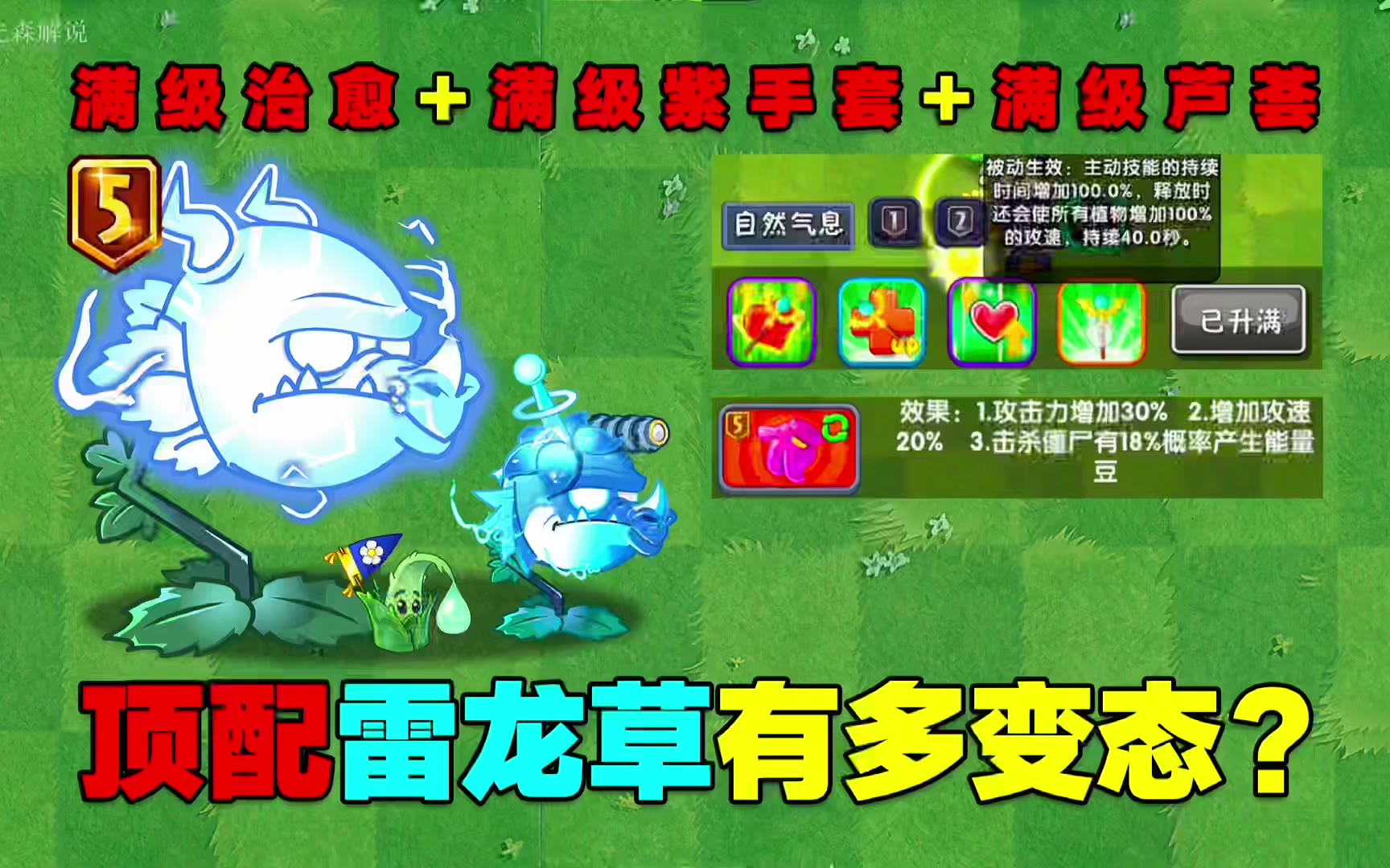 火龙草:别来丢脸了,好好在龙窝呆着不香吗?