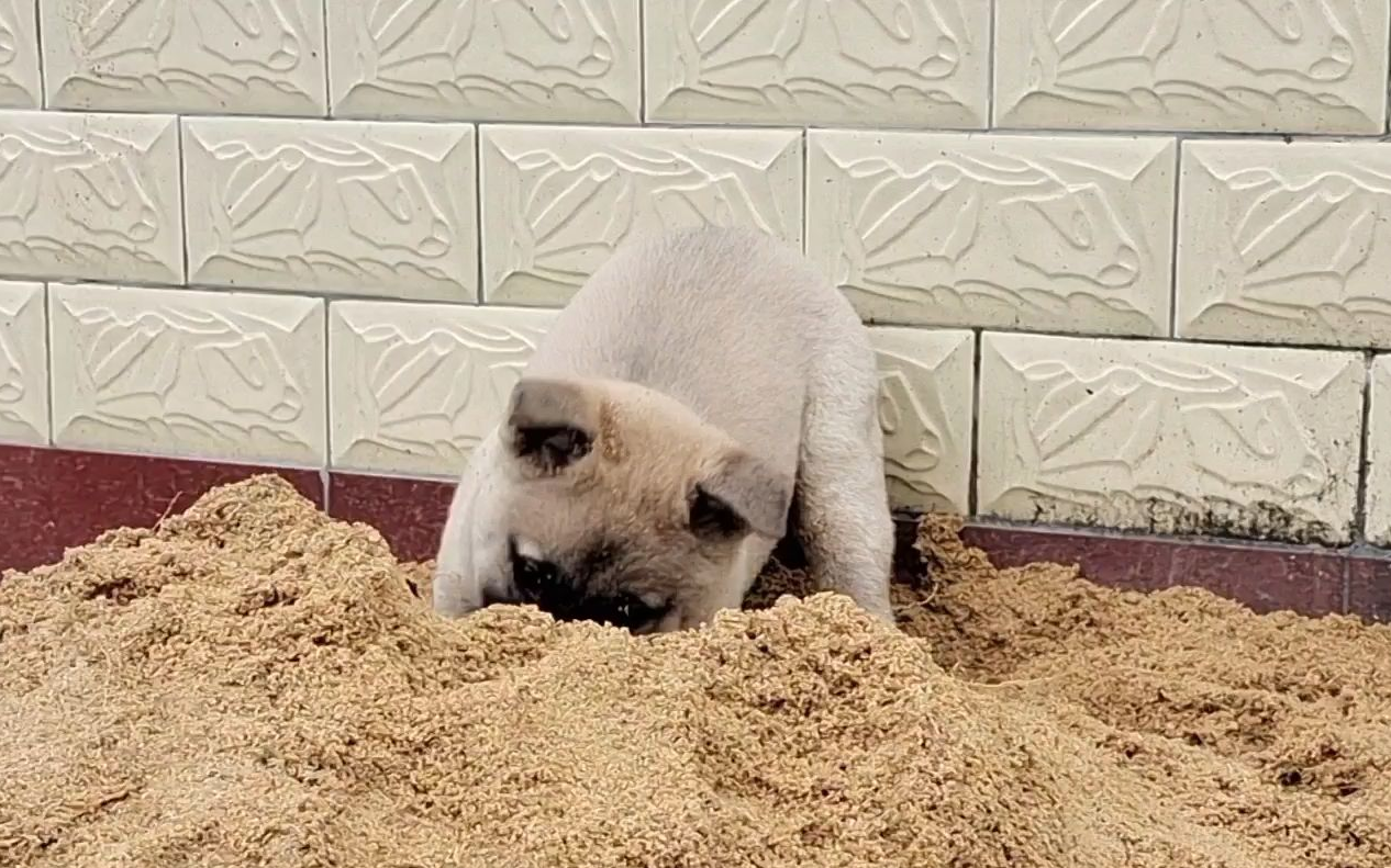 九:下雨天玩沙狗子,还能要吗