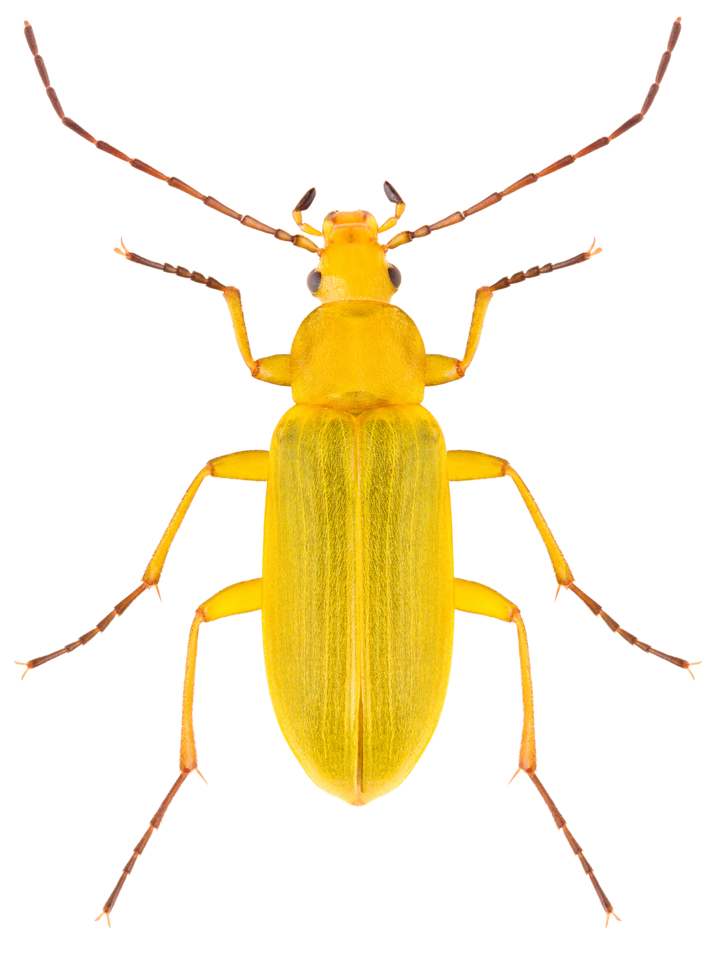 黄色昆虫标本高清图片