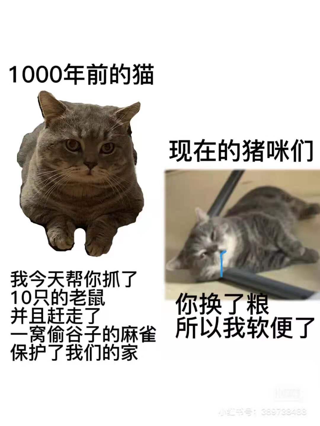 进口猫食大幅涨价，为何u201c铲屎官u201d们依然不考虑国产粮- AcFun弹幕视频网 
