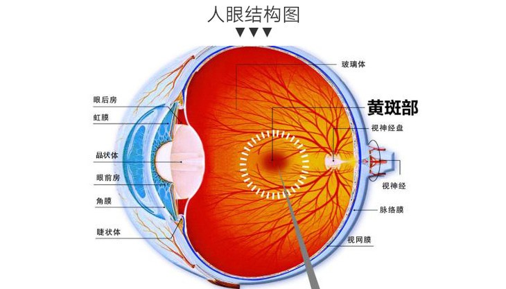 眼睛各个部位名称图解图片