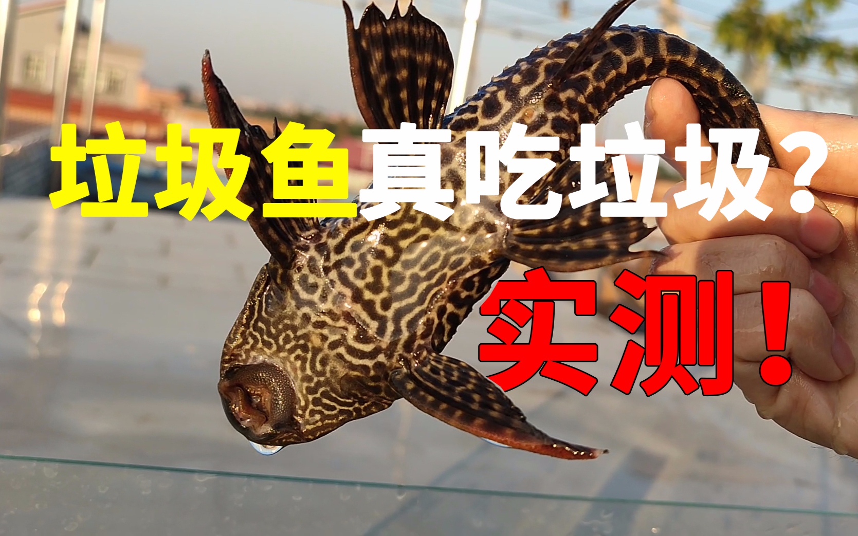 垃圾鱼清道夫真的吃垃圾?实测,变成小夫不妙水了