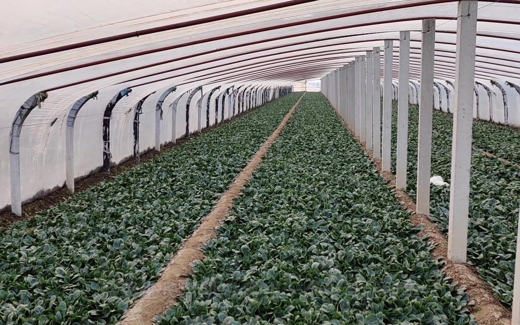 农村的蔬菜大棚,今年种的菠菜卖的早八毛多没出一星期涨到了两块多