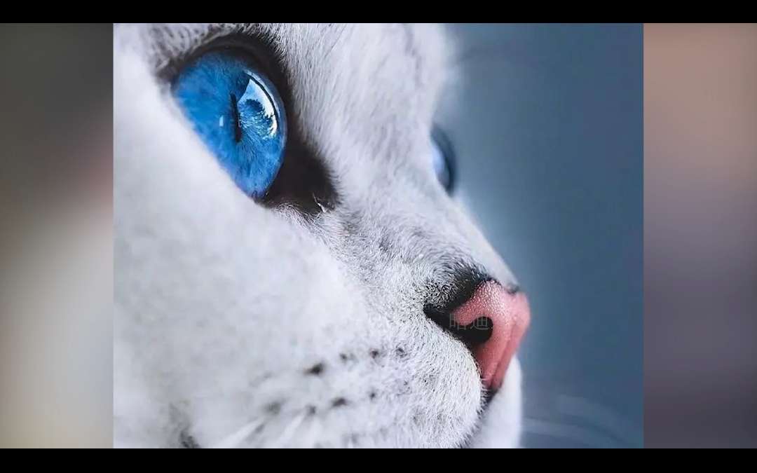猫咪的卡姿兰大眼睛
