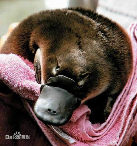 怪物猎人mhr怪物在妖怪文化中的原型考据河童蛙