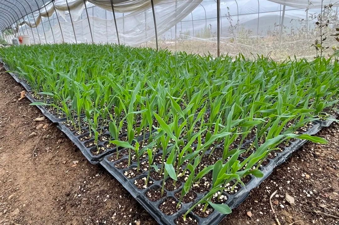 牛奶水果玉米成长记来啦!农场主们快看