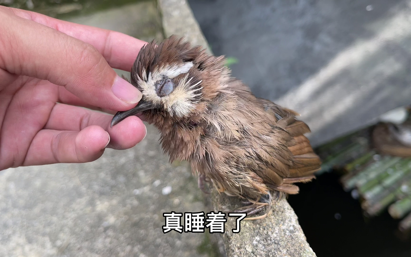 小鸟站栏杆上睡着,叫都叫不醒