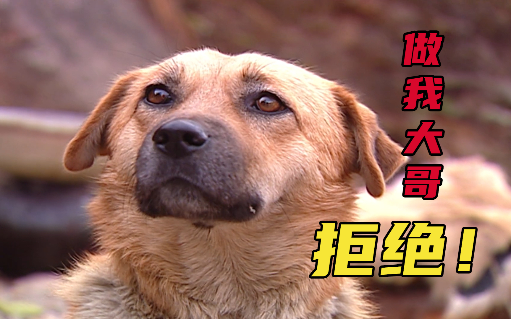 侠客行14:这武林谁能赢我?想当我狗大侠的哥哥,你也配?