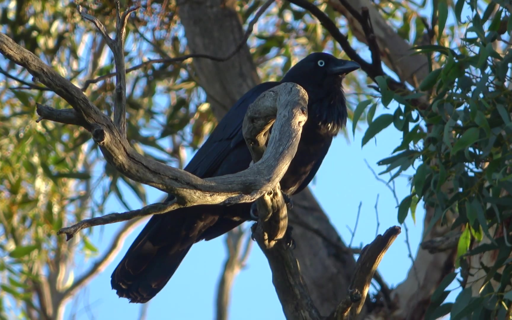 【搬运】很新的澳洲渡鸦(2021.07.27)