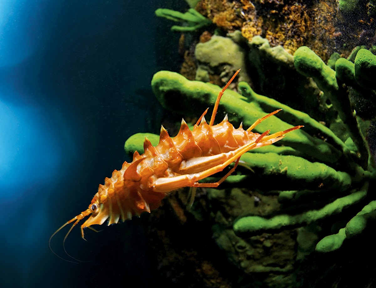 贝加尔湖钩虾和其他钩虾水生生物