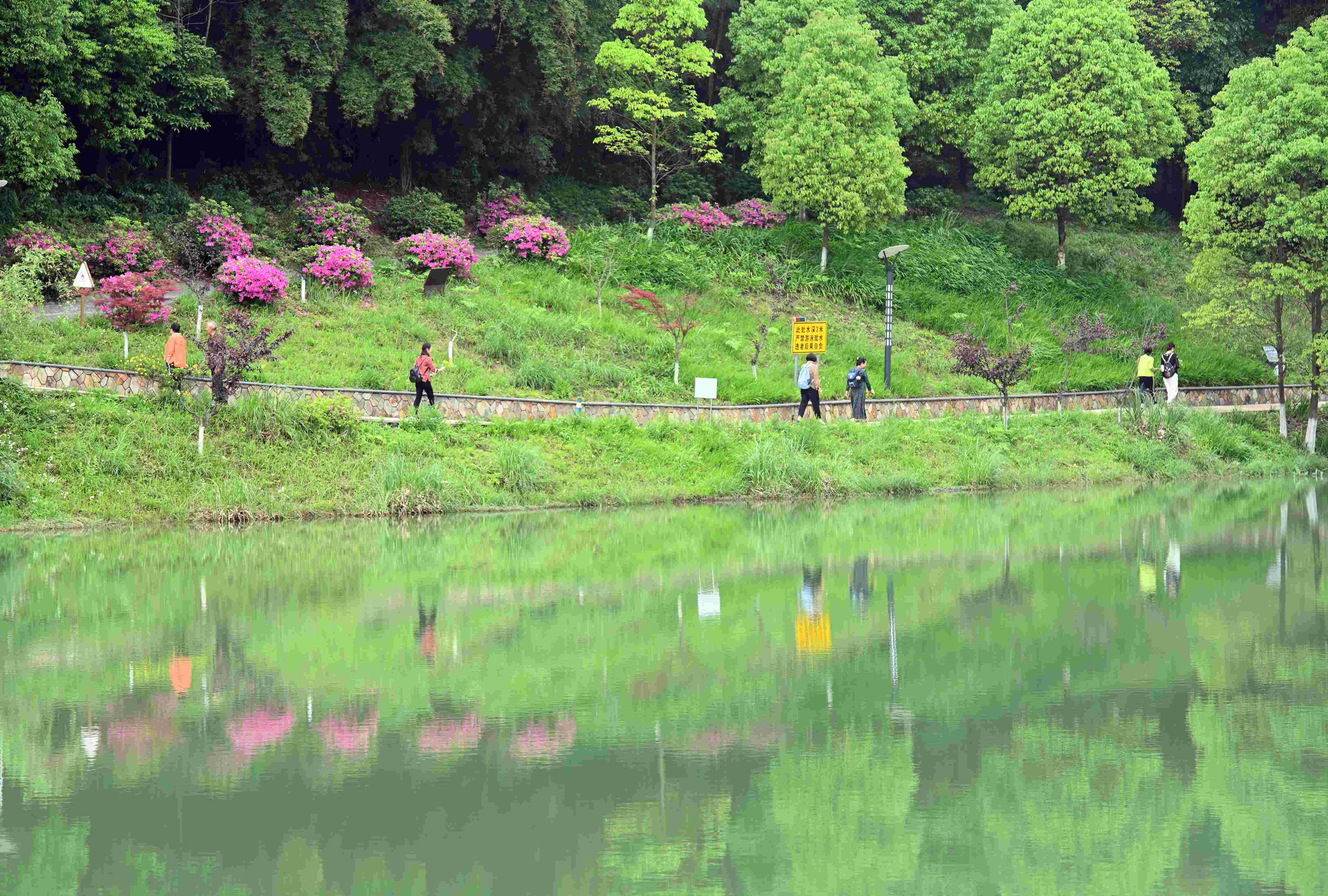 铁山坪森林公园图片