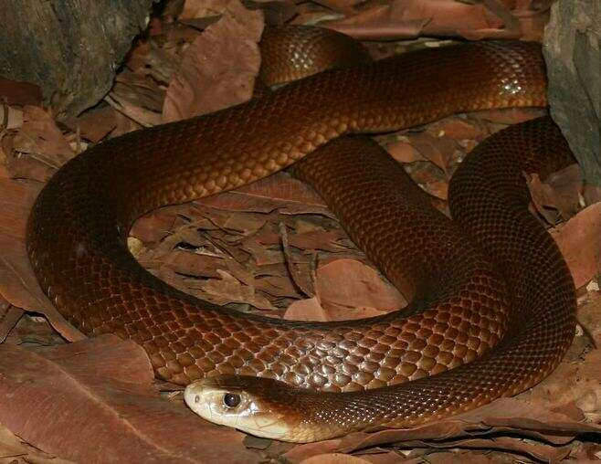 毒物特辑(太攀蛇属篇)