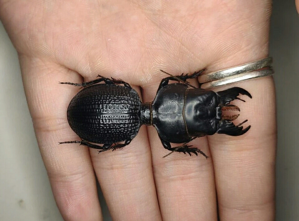 节肢动物特辑(掠食性步甲之蝼步甲亚科篇)