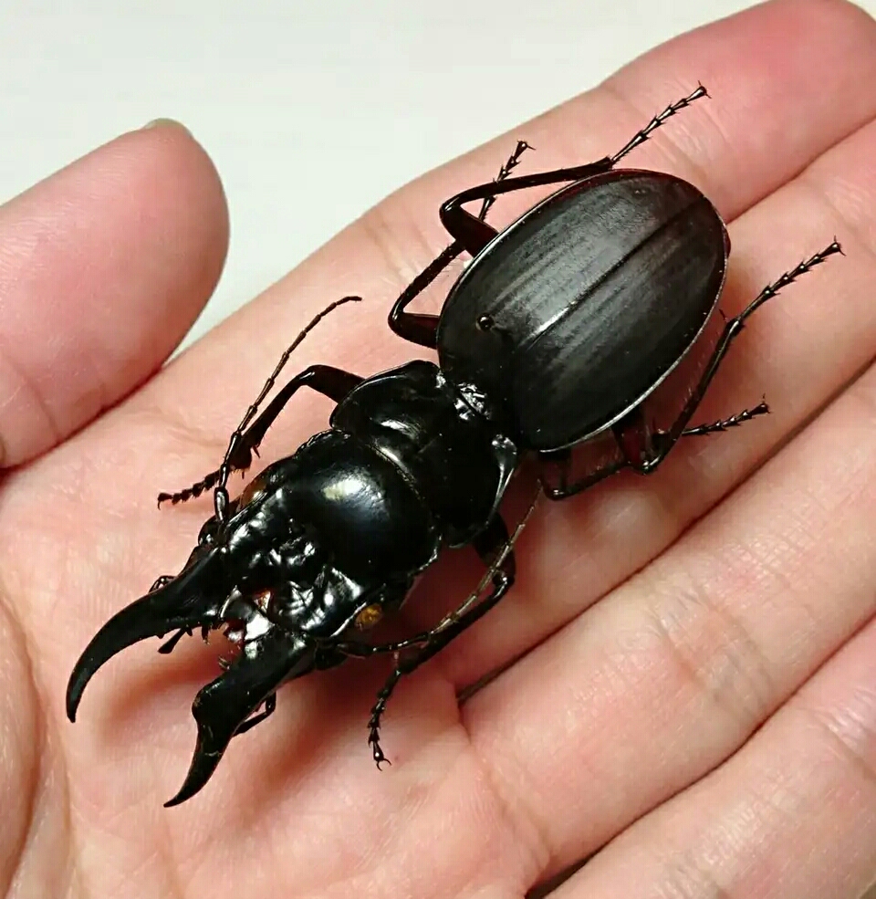 节肢动物特辑(掠食性步甲之蝼步甲亚科篇)