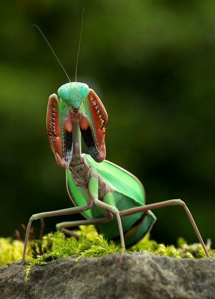 节肢动物斗虫明星螳螂篇