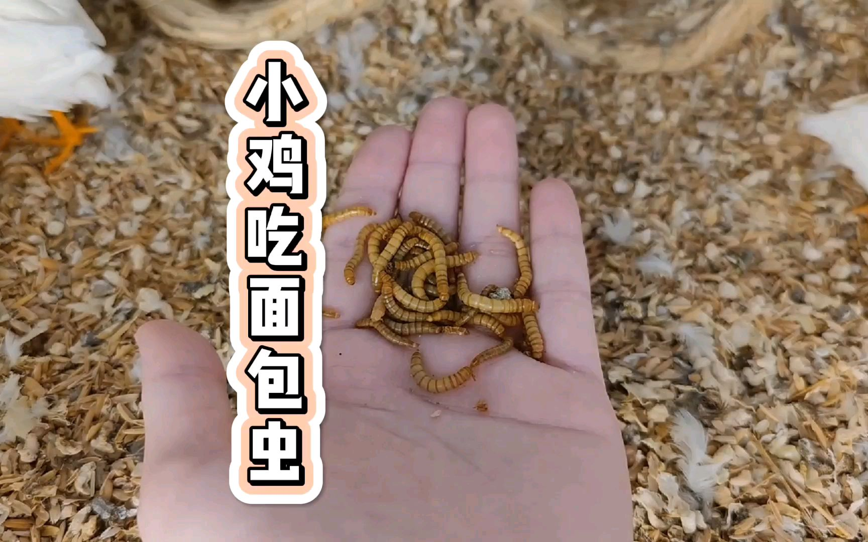小鸡爱吃面包虫