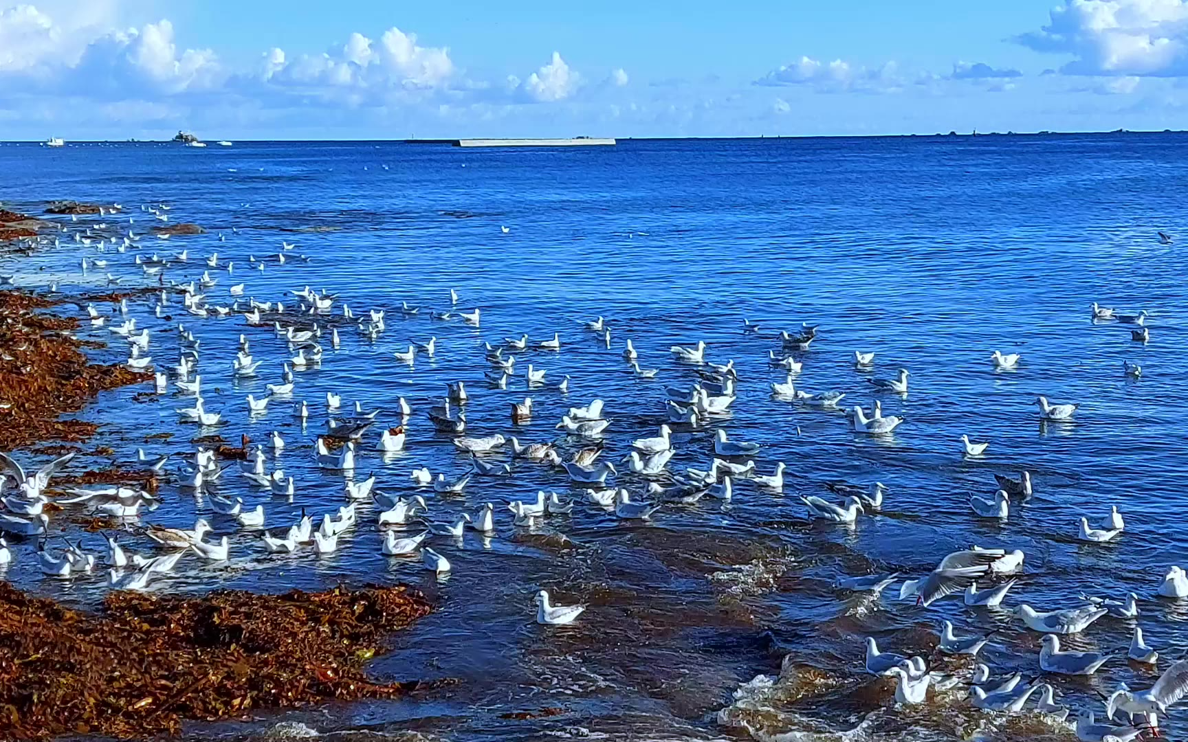 海边成群海鸥视频素材