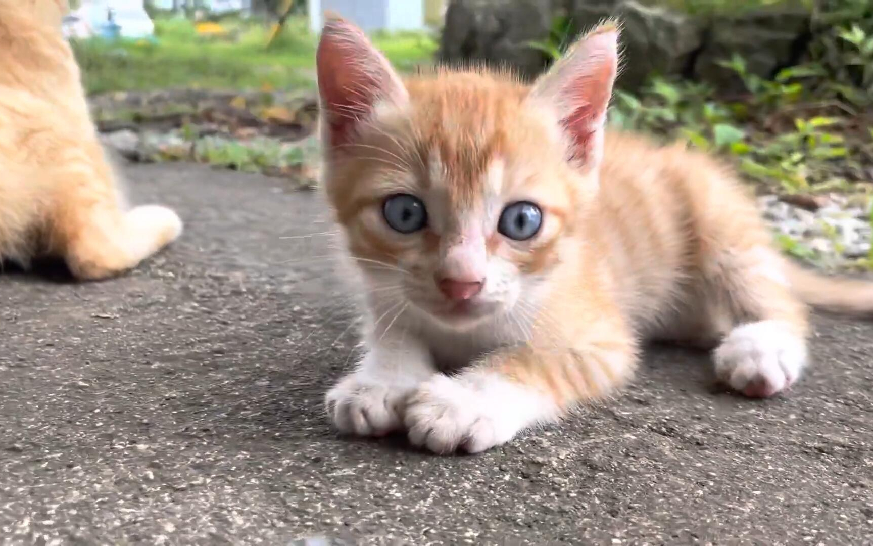 0橘猫30户外图片