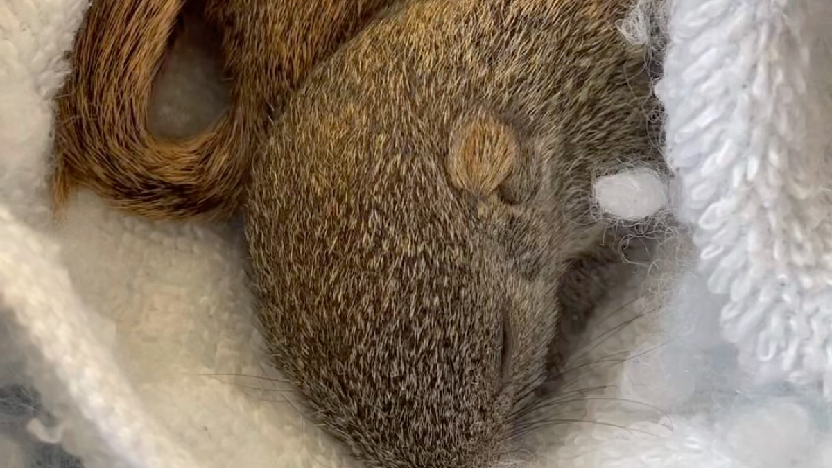 小松鼠幼崽在睡觉